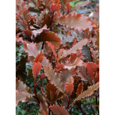feuillage du photinia serratifolia Crunchy