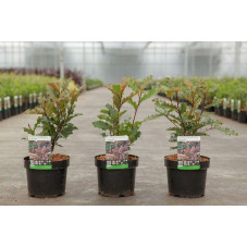 photinia Crunchy en pot de 3.5 litres 40 cm