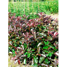 feuillage du photinia Camilvy