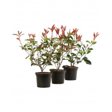 photinia Camilvy 40 cm en pot de 3 litres