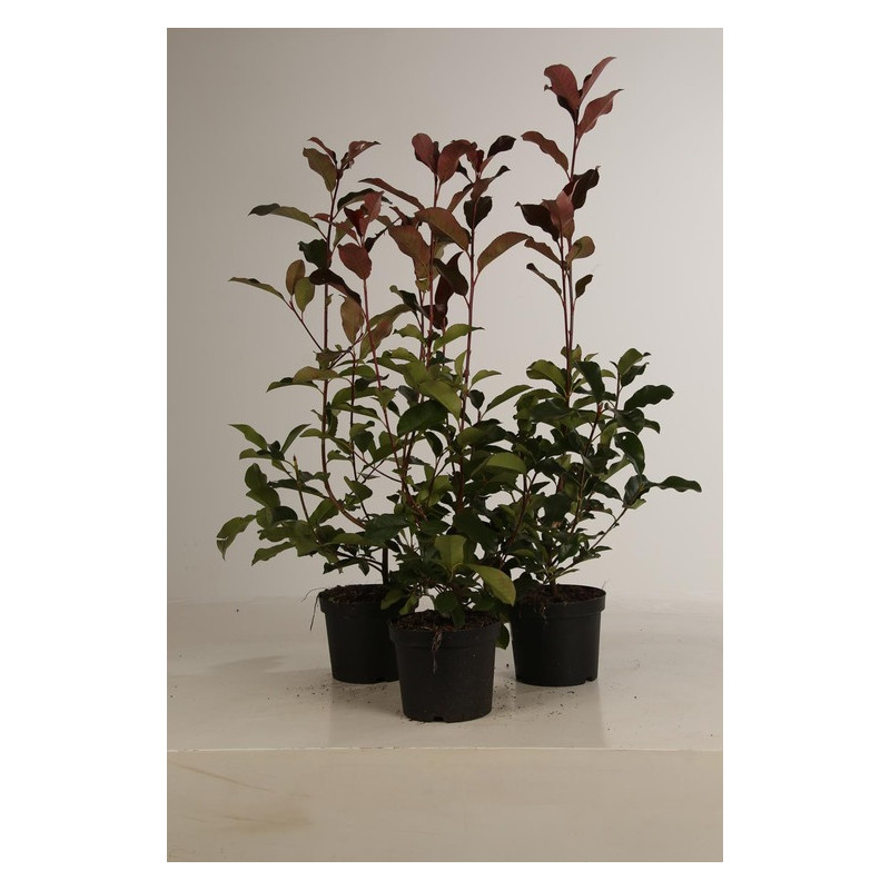 photinia Camilvy 50 cm en pot de 3 litres photinia Camilvy 50 cm en pot de 3 litres
