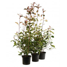 photinia Camilvy 80/100 en pot de 5 litres