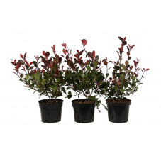 photinia little red robin 25//+ cm