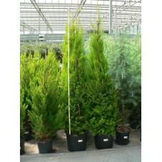 Cupressus  macrocarpa  "goldcrest"