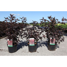physocarpe diable d'or 60/70 cm pot de 4 litres
