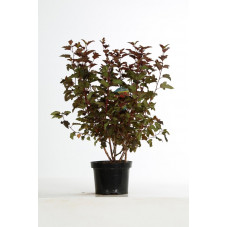 physocarpe 60/70 cm - pot de 7.5 litres