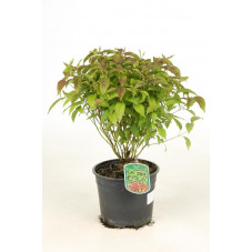 cornus Kelsey en pot de 3 litres