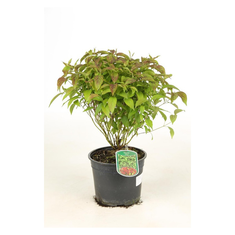 cornus Kelsey en pot de 3 litres cornus Kelsey en pot de 3 litres