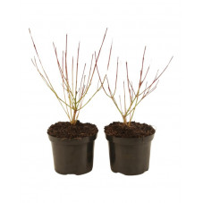 cornus Kelsey en pot de 1.5/2 litres