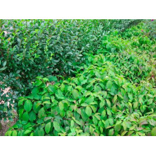 cornus Kelsey en couvre sol