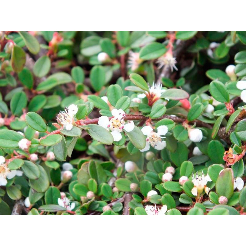 cotoneaster queen Of Carpets fleurs. Floraison blanche en mai juin cotoneaster queen Of Carpets fleurs. Floraison blanche en mai juin