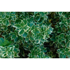 feuillage du fusain panaché emerald gaiety