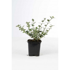 fusain emerald gaiety en pot de 9 cm