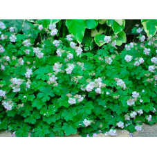 geranium vivace Biokovo en fleurs et en feuilles