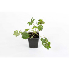 geranium vivace Biokovo en pot de 9 cm