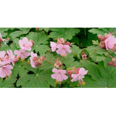fleurs du geranium vivace ingwersen's variéty. Floraison en été
