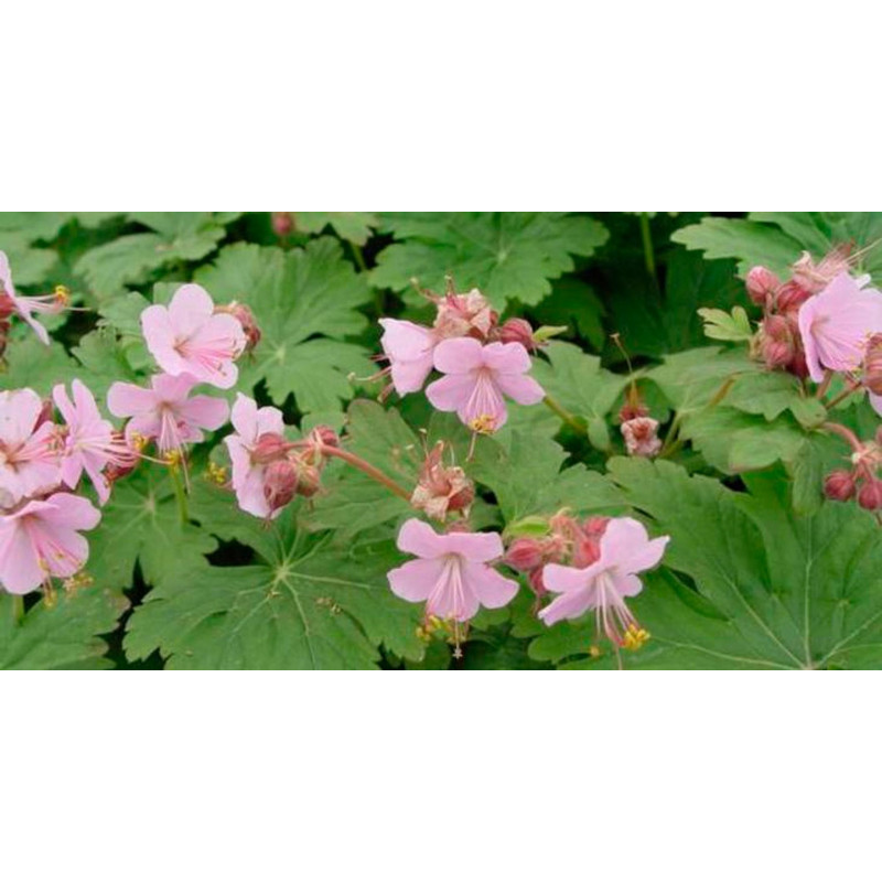 fleurs du geranium vivace ingwersen's variéty. Floraison en été