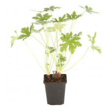 geranium ingwersen's variéty en pot de 9 cm