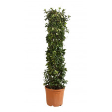 jasmin étoilé colonne grosse touffe 175/200 cm