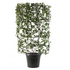 jasmin étoilé formé sur espalier hauteur 120 cm - largeur 80 cm en pot de 30 litres