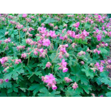 geranium macrorrhizum en fleurs. Floraison en mai juin