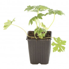 geranium macrorrhizum à gros rhyzome en godet de 9 cm