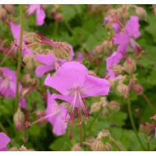 fleurs du geranium vivace Karmina. Floraison en mai juin jusqu'à juillet aout