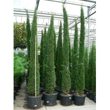 Cupressus sempervirens " totem "