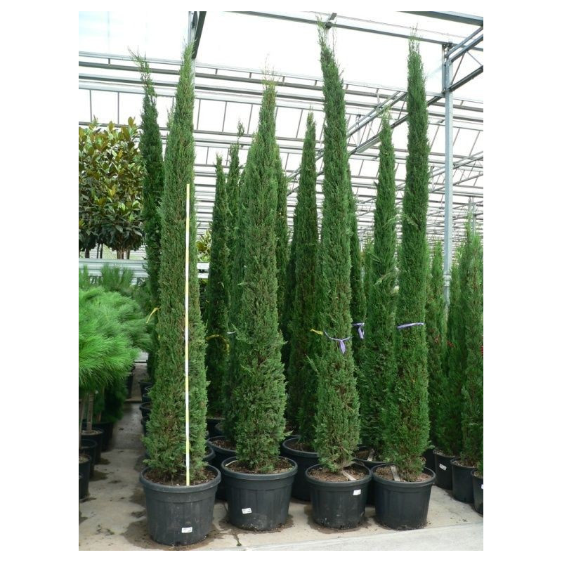 Cupressus sempervirens " totem "