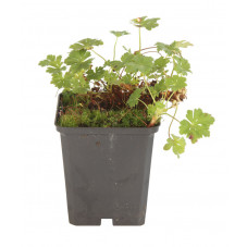 geranium Karmina en pot de 9 cm