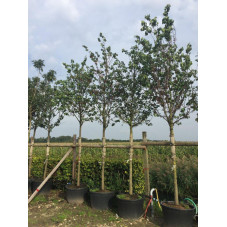 arbre de Judée en tige circonférence 18/20 cm