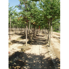 arbre de Judée en tige circonférence 20/25 cm