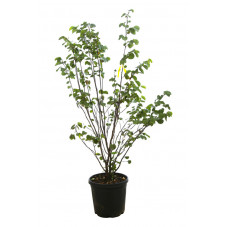 arbre de Judée en cépée 150 cm pot de 30 litres