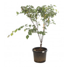 arbre de Judée en cépée 175/200 cm pot de 30 litres