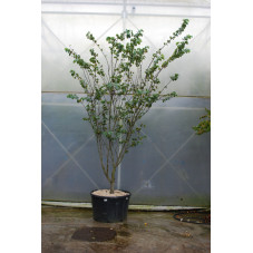 arbre de Judée grosse cépée 400/450 cm pot de 290 litres