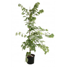gainier du Canada - Arbre de Judée - feuillage