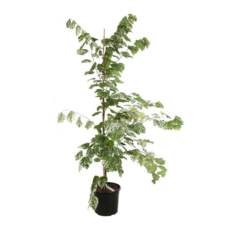 gainier du Canada - Arbre de Judée - feuillage gainier du Canada - Arbre de Judée - feuillage