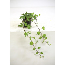 lierre green ripple en pot de 9 cm