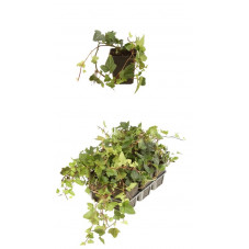 lierre persistant vert - hedera sark