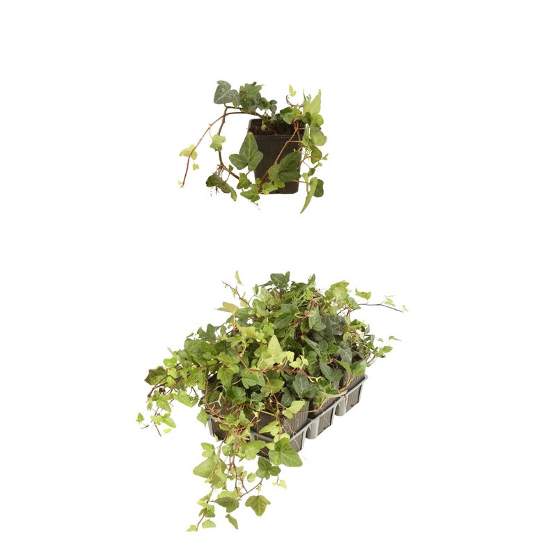 lierre persistant vert - hedera sark