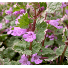floraison mauve du glechoma variegata en mai juin