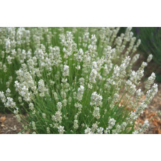 lavande à fleurs blanches. floraison de juin à septembre