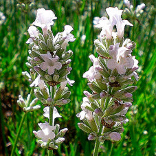 fleurs de lavande blanche en juin