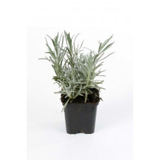 lavande blanche en pot de 9 cm