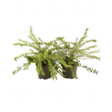 lonicera maigrün - chèvrefeuille arbustif 30/40 cm en pot de 2 litres