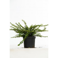 lonicera maigrün - chèvrefeuille arbustif 50/+ cm en pot de 3 litres
