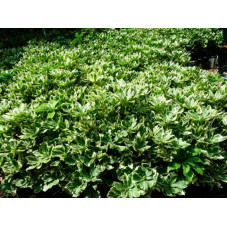 feuillage persistant et panaché du pachysandra variegata