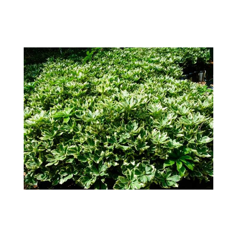 feuillage persistant et panaché du pachysandra variegata feuillage persistant et panaché du pachysandra variegata
