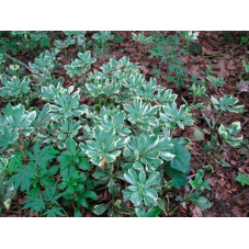 pachysandra terminalis variegata, feuillage vert bleuté.