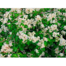fleurs du stephanandre incisa crispa. Floraison blanche en mai juin